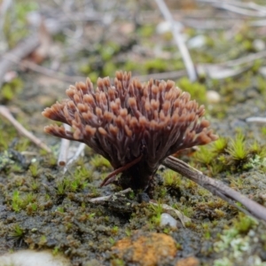 Thelephora species at Yerriyong, NSW - 16 Jan 2022