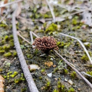 Thelephora species at Yerriyong, NSW - 16 Jan 2022