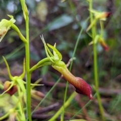 Cryptostylis subulata (Cow Orchid) at Leura, NSW - 11 Jan 2022 by Rebeccajgee