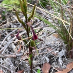 Cryptostylis leptochila (Small Tongue Orchid) at Blackheath, NSW - 13 Jan 2022 by Rebeccajgee