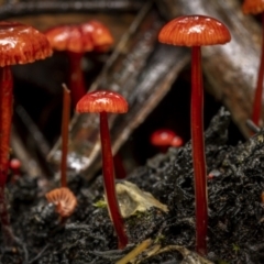 Cruentomycena viscidocruenta (Ruby Mycena) at Monga, NSW - 16 Jan 2022 by trevsci