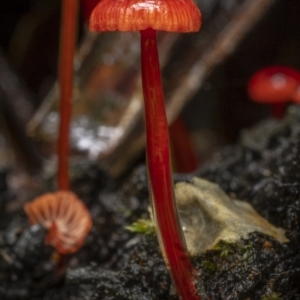 Cruentomycena viscidocruenta at Monga, NSW - 16 Jan 2022 11:22 AM