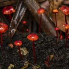 Cruentomycena viscidocruenta at Monga, NSW - 16 Jan 2022