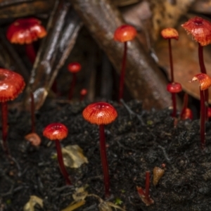 Cruentomycena viscidocruenta at Monga, NSW - 16 Jan 2022