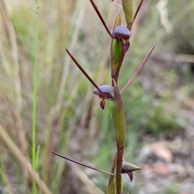 Orthoceras strictum (Horned Orchid) at Blue Mountains National Park - 11 Jan 2022 by Rebeccajgee