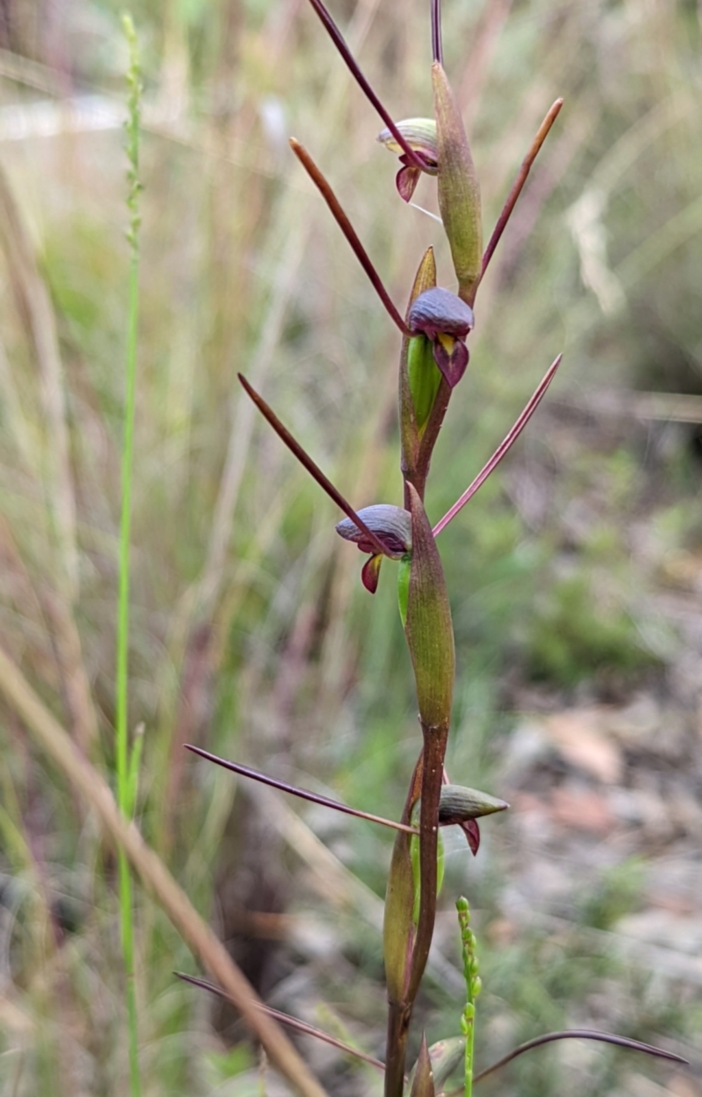 Orthoceras strictum at Bell, NSW - 11 Jan 2022