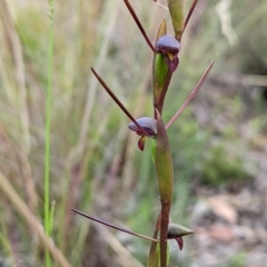 Orthoceras strictum (Horned Orchid) at Bell, NSW - 10 Jan 2022 by Rebeccajgee