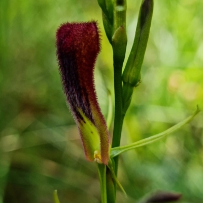 Cryptostylis hunteriana (Leafless Tongue Orchid) at Yerriyong, NSW - 15 Jan 2022 by RobG1