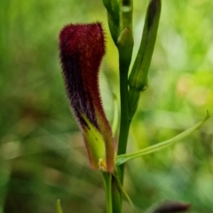 Cryptostylis hunteriana (Leafless Tongue Orchid) at Yerriyong, NSW - 15 Jan 2022 by RobG1