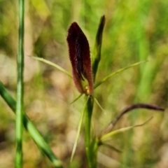 Cryptostylis hunteriana at Yerriyong, NSW - 15 Jan 2022