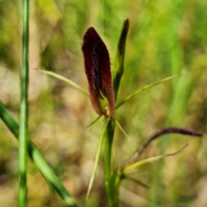 Cryptostylis hunteriana at Yerriyong, NSW - 15 Jan 2022