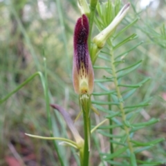 Cryptostylis hunteriana at Yerriyong, NSW - 15 Jan 2022