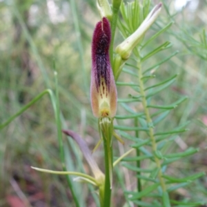 Cryptostylis hunteriana at Yerriyong, NSW - suppressed