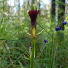 Cryptostylis hunteriana at Yerriyong, NSW - suppressed