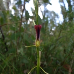 Cryptostylis hunteriana at Yerriyong, NSW - 15 Jan 2022