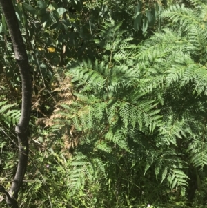 Pteridium esculentum at Tennent, ACT - 10 Jan 2022