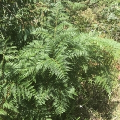 Pteridium esculentum at Tennent, ACT - 10 Jan 2022