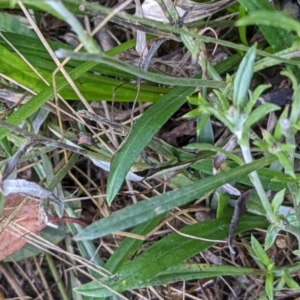 Euchiton japonicus at Throsby, ACT - 16 Jan 2022