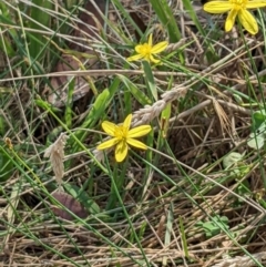 Tricoryne elatior (Yellow Rush Lily) at Mulligans Flat - 16 Jan 2022 by abread111