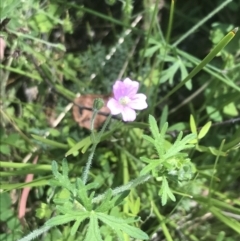 Geranium solanderi var. solanderi (Native Geranium) at Tennent, ACT - 10 Jan 2022 by Tapirlord