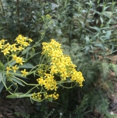 Senecio linearifolius var. latifolius at Tennent, ACT - 10 Jan 2022 by Tapirlord