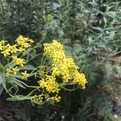 Senecio linearifolius var. latifolius at Tennent, ACT - 10 Jan 2022 by Tapirlord