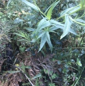 Senecio linearifolius var. latifolius at Tennent, ACT - 10 Jan 2022