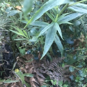 Senecio linearifolius var. latifolius at Tennent, ACT - 10 Jan 2022