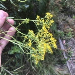 Senecio linearifolius var. latifolius at Tennent, ACT - 10 Jan 2022