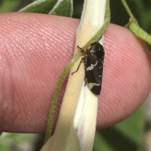 Eurymeloides punctata at Tennent, ACT - 10 Jan 2022