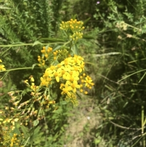 Senecio linearifolius at Tennent, ACT - 10 Jan 2022