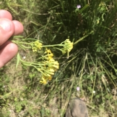 Senecio linearifolius at Tennent, ACT - 10 Jan 2022 01:08 PM