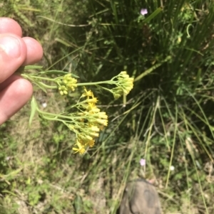 Senecio linearifolius at Tennent, ACT - 10 Jan 2022