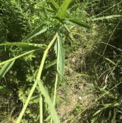 Senecio linearifolius at Tennent, ACT - 10 Jan 2022