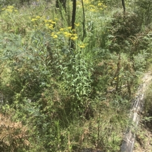 Senecio linearifolius at Tennent, ACT - 10 Jan 2022 01:08 PM