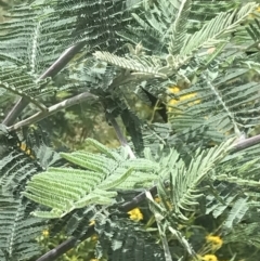 Acacia dealbata subsp. subalpina (Monaro Silver-wattle) at Namadgi National Park - 10 Jan 2022 by Tapirlord