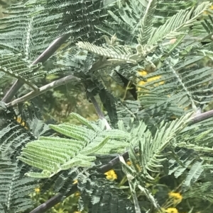 Acacia dealbata subsp. subalpina at Tennent, ACT - 10 Jan 2022