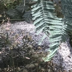 Acacia dealbata subsp. subalpina at Tennent, ACT - 10 Jan 2022