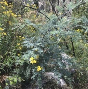 Acacia dealbata subsp. subalpina at Tennent, ACT - 10 Jan 2022