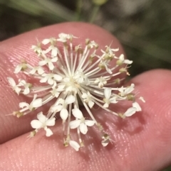 Trachymene composita var. composita at Tennent, ACT - 10 Jan 2022 by Tapirlord