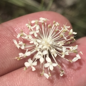 Trachymene composita var. composita at Tennent, ACT - 10 Jan 2022 01:21 PM