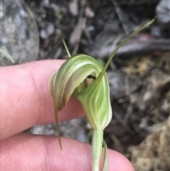 Diplodium decurvum (Summer greenhood) at Namadgi National Park - 10 Jan 2022 by Tapirlord
