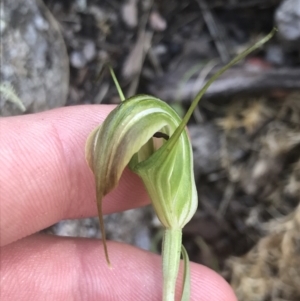 Diplodium decurvum at Tennent, ACT - 10 Jan 2022