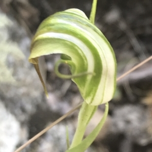 Diplodium decurvum at Tennent, ACT - 10 Jan 2022