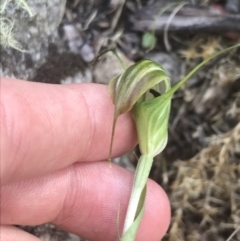 Diplodium decurvum at Tennent, ACT - 10 Jan 2022