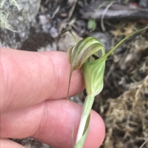 Diplodium decurvum at Tennent, ACT - 10 Jan 2022