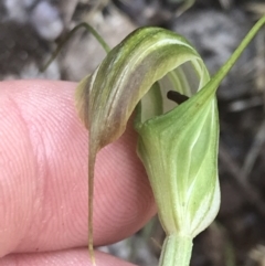 Diplodium decurvum at Tennent, ACT - 10 Jan 2022