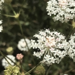 Trachymene composita var. composita at Namadgi National Park - 10 Jan 2022 by Tapirlord