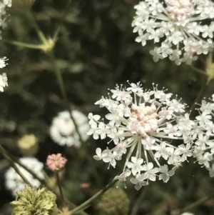 Trachymene composita var. composita at Tennent, ACT - 10 Jan 2022