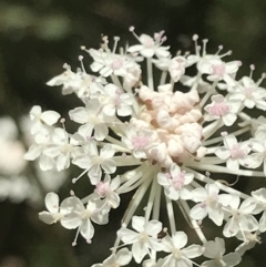 Trachymene composita var. composita at Tennent, ACT - 10 Jan 2022